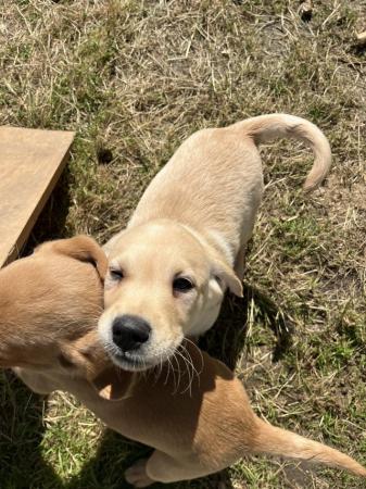 Image 5 of Available now! 2 Yellow Labrador Puppies Left