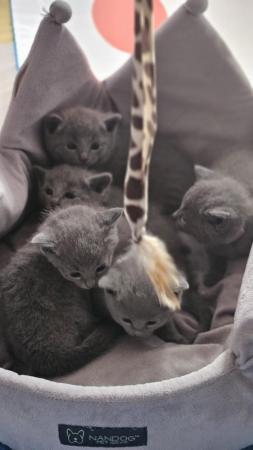 Image 6 of Pure beautiful Russian Blue kittens