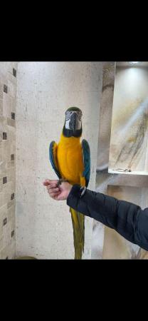 Image 3 of Tame talking 5 year old blue and gold macaw parrot