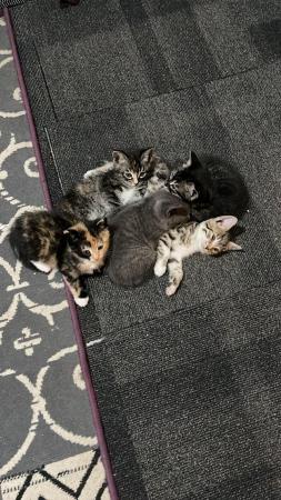 Image 6 of 5 Beautiful Kittens! Bengal mixed