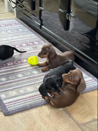 Image 6 of Kc registered mini dachshund puppies