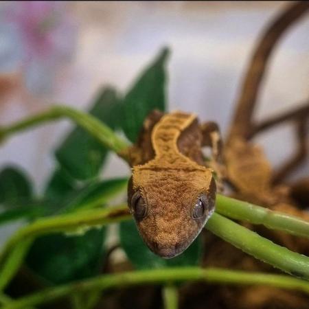 Image 45 of Gecko's Gecko's Geckos!