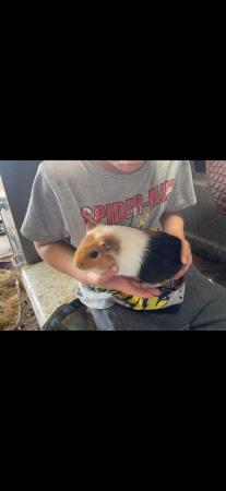 Image 3 of Guinea pigs for sale - ready now