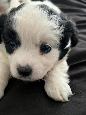 Image 5 of 8 weeks bichon havanese girl  looking for a forever home