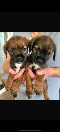 Image 7 of Border Terriers, ready to go