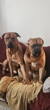 Image 3 of *READY TO LEAVE ON THE 24 MAY Bordeaux x mastiff !£500