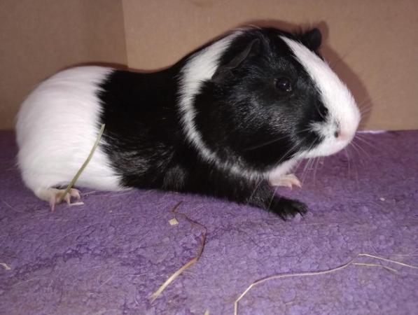 Image 1 of Dutch Guinea Pig boars for sale