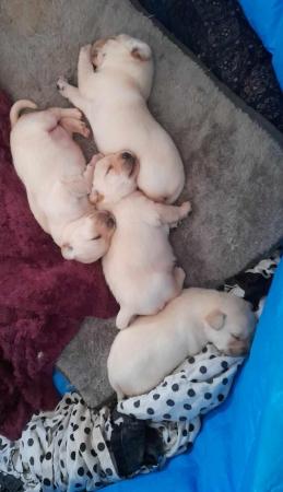 Image 2 of 1 Labrador puppie left for sale