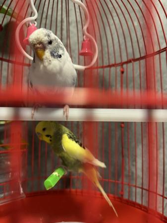 Image 4 of Pair of budgies with cage