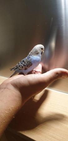 Image 4 of Baby hand tame hand reared budgies