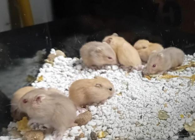 Image 8 of Baby Campbell's Hamsters