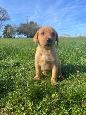 Image 25 of OUTSTANDING LITTER OF FOX RED AND YELLOW LABRADOR PUPPIES