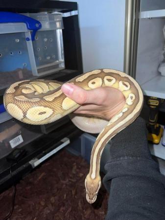 Image 8 of Multiple  ball pythons for sale