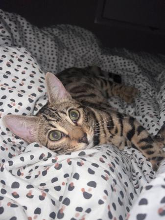 Image 3 of Young female Bengal Cat