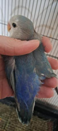 Image 4 of Baby peach faced lovebird for sale