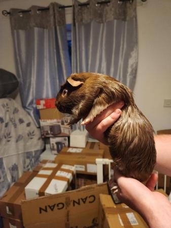 Image 4 of One skinny pig and one guinea pig looking for forever home