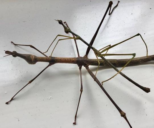 Image 3 of Horsehead Grasshopper 6x Nymphs (like Stick Insect)