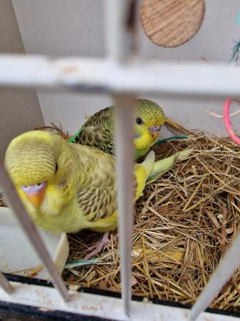 Image 4 of budgies young ready to leave