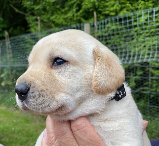 Preview of the first image of 5 week old Labrador pups.Excellent lineage and health checks.