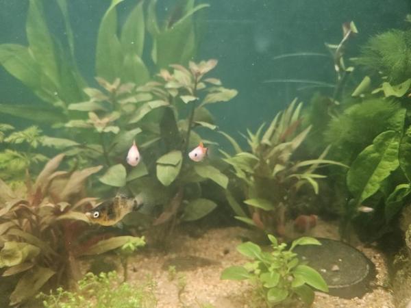 Image 5 of 6 x Micky Mouse Platys For Sale