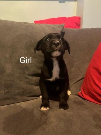 Image 4 of Cross breed puppies for sale