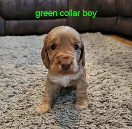 Image 5 of *** READY THIS WEEKENS *** COCKER SPANIEL PUPPIES