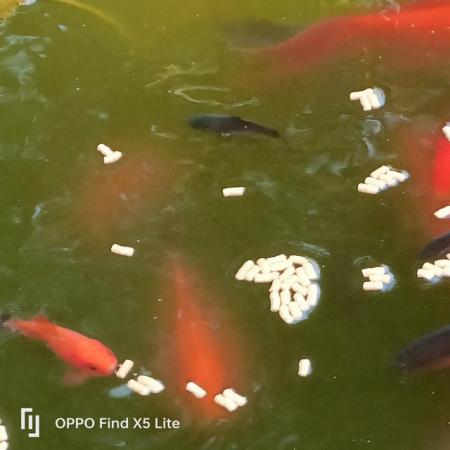 Image 1 of Goldfish.....various sizes and ages