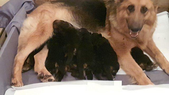 Image 4 of Beautiful German Sheppard puppy