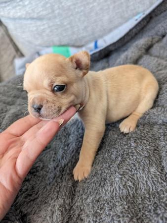 Image 1 of KC REGISTERED french bulldog puppies