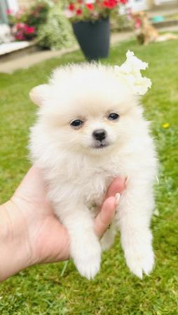 Image 6 of Pomeranian puppies for sale