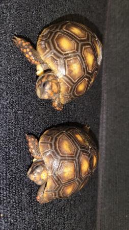 Image 5 of REDFOOT TORTOISE BABIES FOR SALE