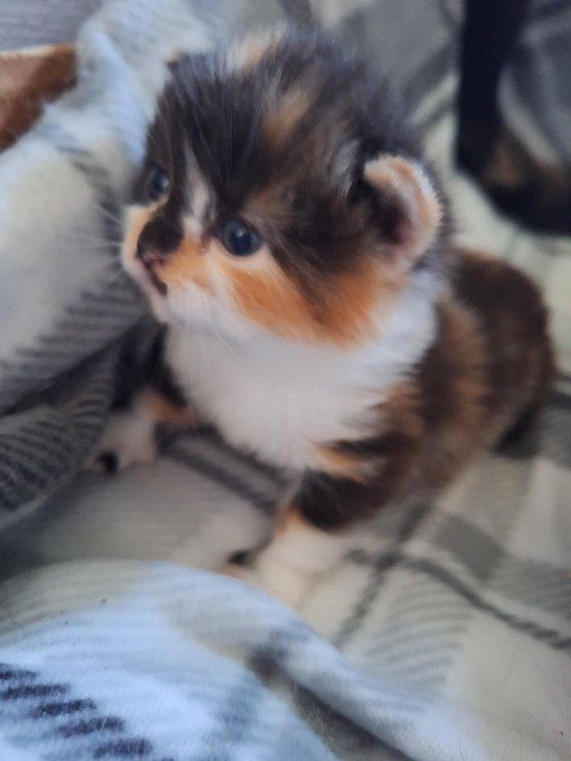 Preview of the first image of Beautiful calico female kitten.