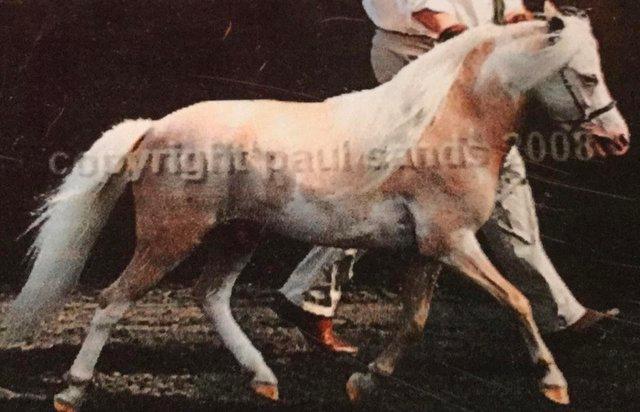 Image 6 of AMHA REGISTER SILVERFILLY FOAL