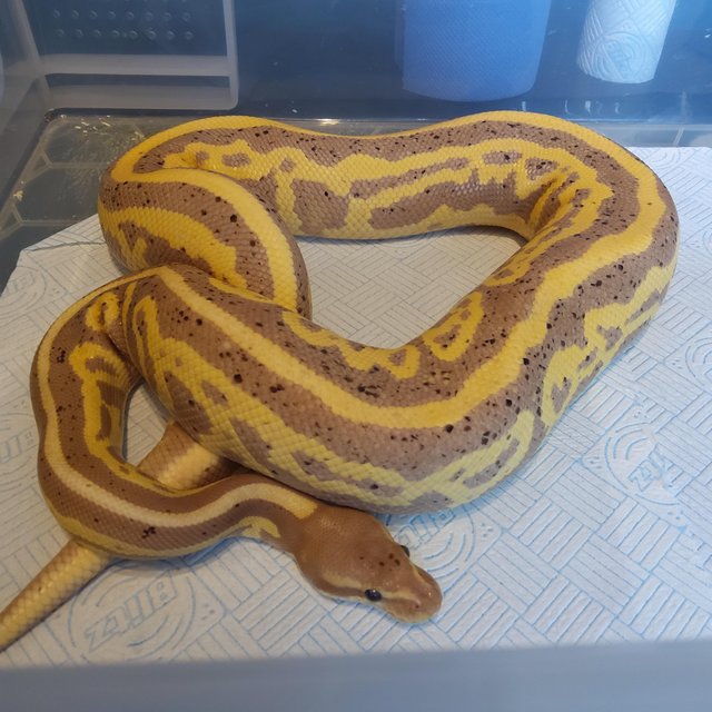 Preview of the first image of Cb22 Male Banana Fire Cinnamon poss het pied.