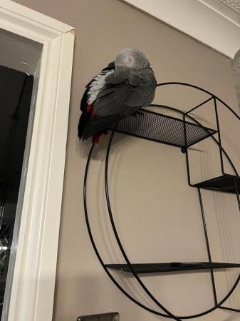 Image 4 of Young african grey parrot