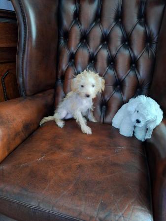 Image 9 of Very rare crestiepoo puppies (chinese crested Cross poodle)