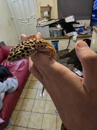 Image 4 of 2 female leopard geckos friendly and tame