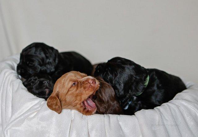 Image 6 of KC registered Working Cocker Spaniel Puppies