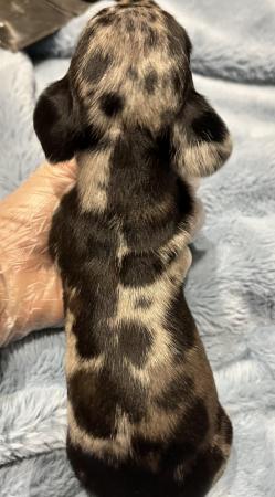 Image 3 of Mini dachshund puppies silver blue dapples black tan