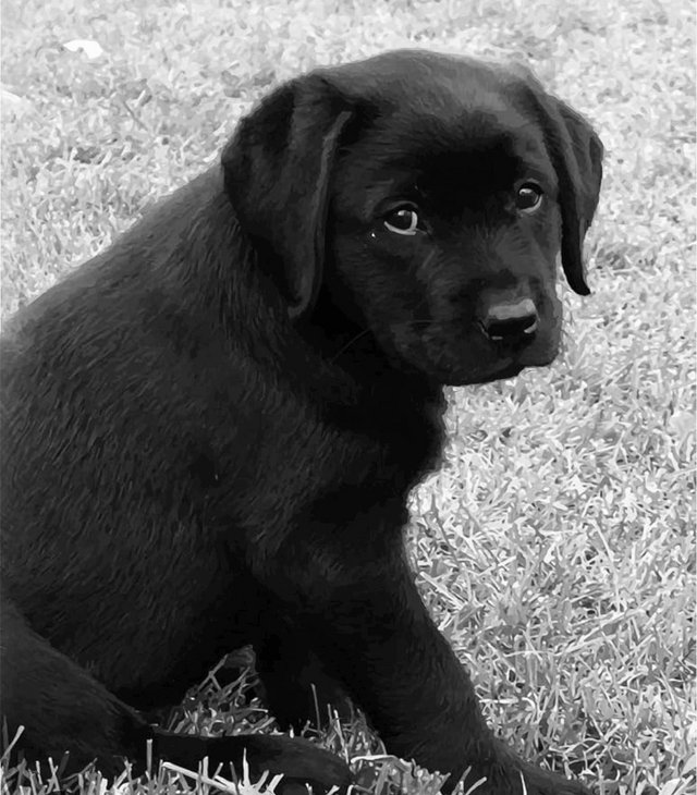 Preview of the first image of Beautiful Labradors 9 weeks old.