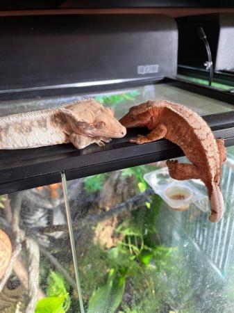 Image 2 of Crested gecko hatchlings (reds/harlequins/lilywhites
