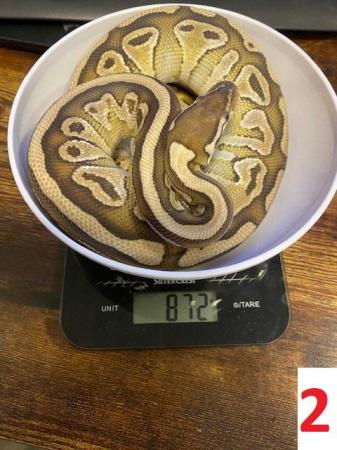 Image 3 of Various Royal Pythons - Reduced