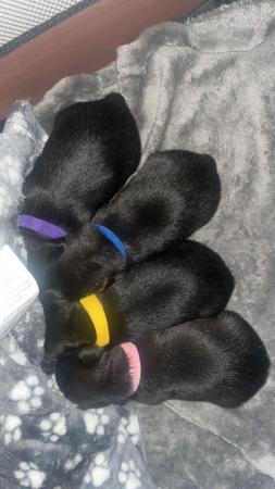 Image 2 of Chihuahua puppies for sale