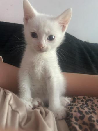 Image 3 of Pure white male kitten for sale