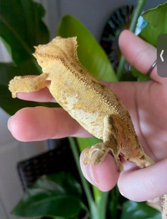 Image 4 of Adult female crested gecko phantom tiger lilly white
