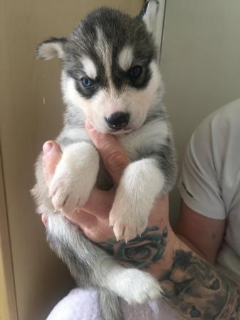 Image 13 of Gorgeous Siberian husky puppies for sale!