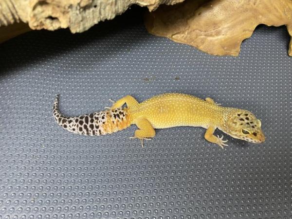 Image 5 of Female Leopard gecko for sale