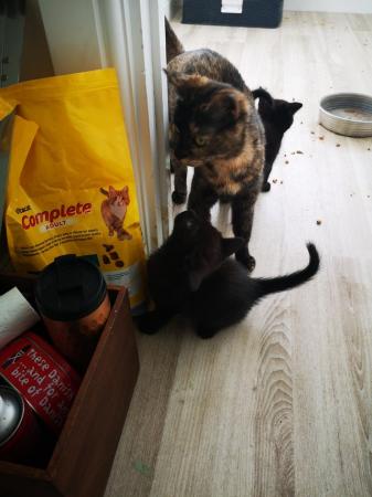 Image 4 of 3 black kittens, 2 girl, 1boy
