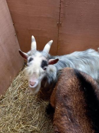 Image 1 of Male African pygmy goat for sale