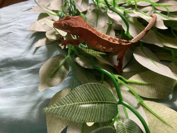 Image 3 of 2years old crested gecko